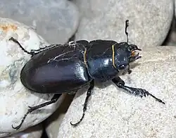 Hirschkäfer (Lucanus cervus, ♀), ein Vertreter der Gliederfüßer (Arthropoda)