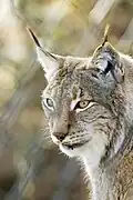 Luchs