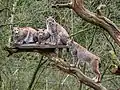 Luchsfamilie