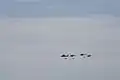 Helikopter der Luftwaffe