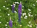Vielblättrige Lupine (Lupinus polyphyllus)