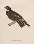 Bändernachtschwalbe (Lurocalis semitorquatus natteri) illustriert von Jean-Gabriel Prêtre