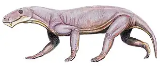 Lycaenops