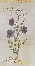 Wiener Dioskurides Lychnis agria 6. Jh.