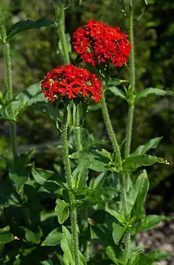 Brennende Liebe (Lychnis chalcedonica)