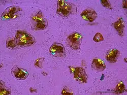 Einzelne Vesikel von Lycogala succineum mit Kristallen, im polarisierten Durchlicht