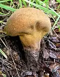 Weicher Stäubling Lycoperdon molle