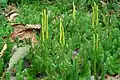 Zapfenförmige Sporophyllstände eines Bärlapps