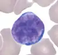 Lymphozyt
