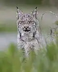 Kanadischer Luchs