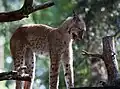 Luchs