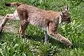 Eurasischer Luchs (Lynx lynx)