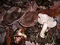 Frost-Rasling Lyophyllum fumosum