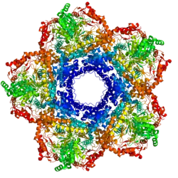 Lysindecarboxylase