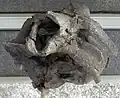 Versteinerter Schädel eines Lystrosaurus im chinesischen paläozoologischen Museum