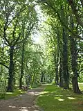 Alte Allee
