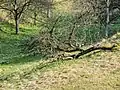 Märzenbecher auf einer ehemaligen Streuobstwiese im Autal