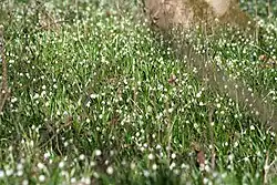 Der Wald