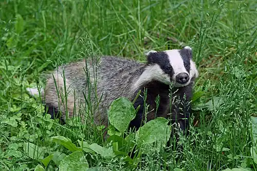 Dachs (European badger)