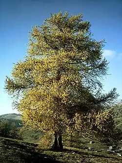 Europäische Lärche (Larix decidua)