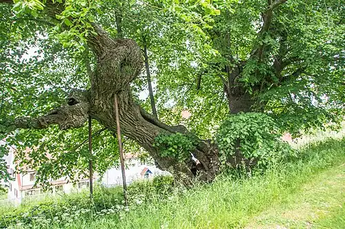 Gerichtslinde