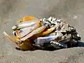 Möwengewölle mit Teilen von Strandkrabben­panzern und Muscheln