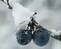 Winterfutter für Drosseln