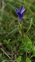Gewöhnlicher Fransenenzian (Gentianopsis ciliata)
