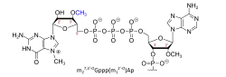 Anti-reverse cap analog, ARCA (z.&nbsp;B. in BNT162b2)