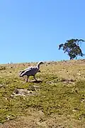 Hühnergans auf Maria Island
