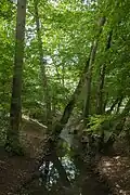Der Rambach nahe Wiesbaden-Sonnenberg
