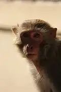 Rhesusaffe