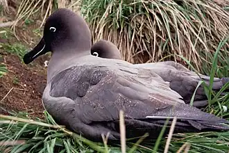 Dunkelalbatros