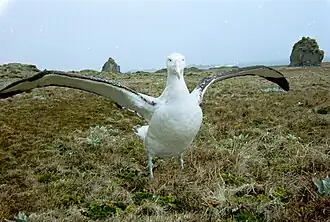 Wanderalbatros