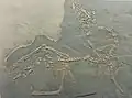 Macrocnemus bassani