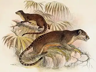 Macrogalidia musschenbroekii