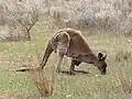 Westliches Graues Riesenkänguru
