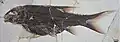 Knochenfisch Macrosemimimus fegerti