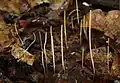 Binsenkeule Macrotyphula filiformis