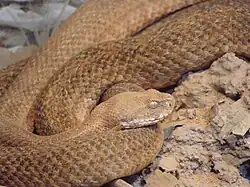 Kykladenviper