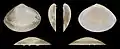 Mactra stultorum var. cinerea Rechte Klappe
