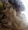 Junge Schaben schlüpfen