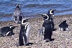 Magellan-Pinguine am Strand von Valdés