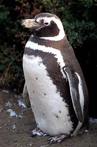 Magellanpinguin (Spheniscus magellanicus)