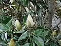 Immergrüne Magnolie