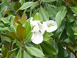 Immergrüne Magnolie