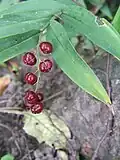 reife rote Beeren