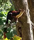 Königsriesenhörnchen (Ratufa indica)