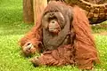 Orang-Utan, Männchen