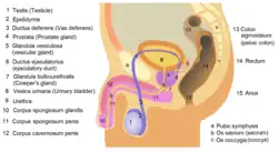 Anatomie der Kanäle der Samenflüssigkeiten. Weiteres Bildmaterial hier:[5] (Siehe auch: Operationen bei Prostatavergrößerung)